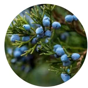 Juniper Berry 